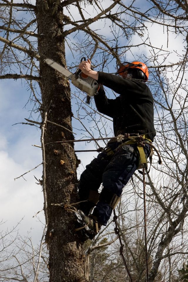 Aspen Tree Service LLC Top Rated Tree Service Portland Oregon